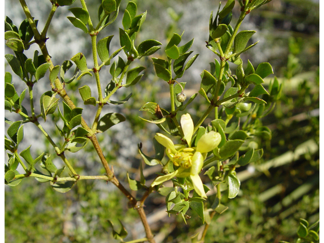 Larrea tridentata (Creosote bush) #16966