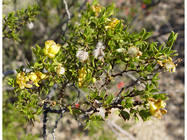 Larrea tridentata (Creosote bush) #16968