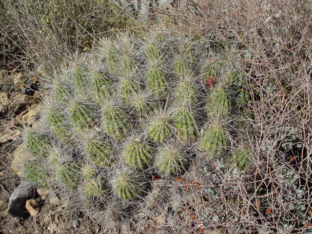 Echinocereus stramineus (Strawberry hedgehog cactus) #16983