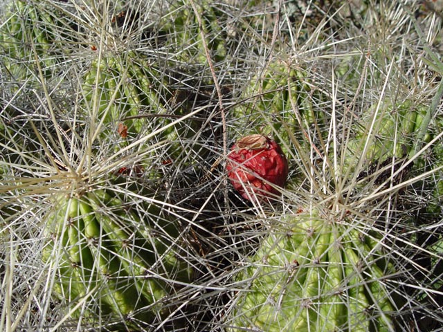 Echinocereus stramineus (Strawberry hedgehog cactus) #16985