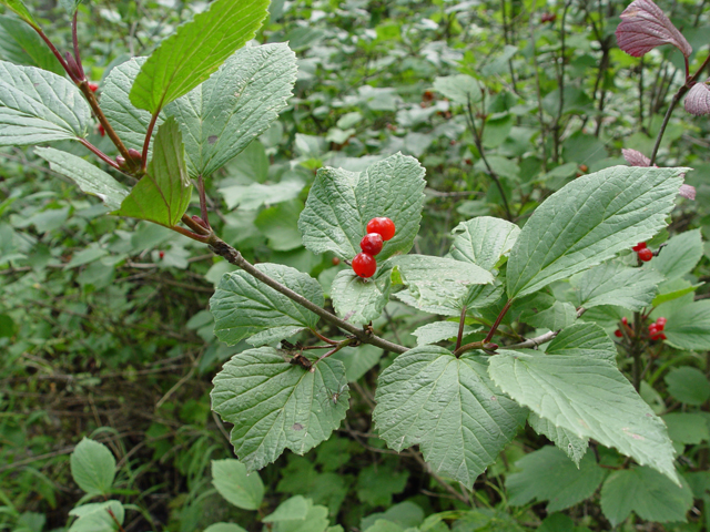 Viburnum edule (Squashberry) #16998