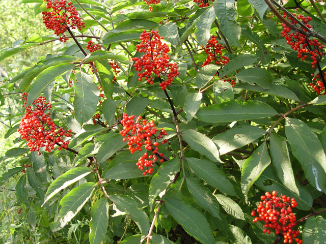 Sambucus racemosa (Red elderberry) #17038