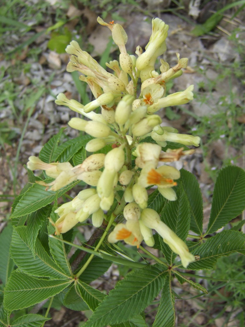 Aesculus pavia var. flavescens (Texas yellow buckeye) #31265