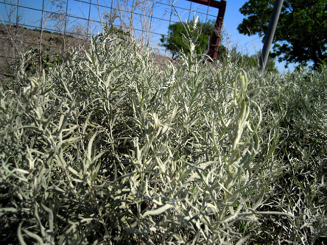 Artemisia ludoviciana ssp. albula (White sagebrush) #31293