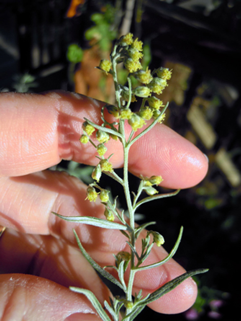 Artemisia ludoviciana ssp. albula (White sagebrush) #31295
