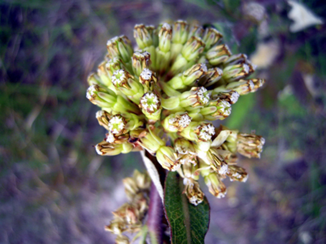 Asclepias viridiflora (Green comet milkweed) #31298