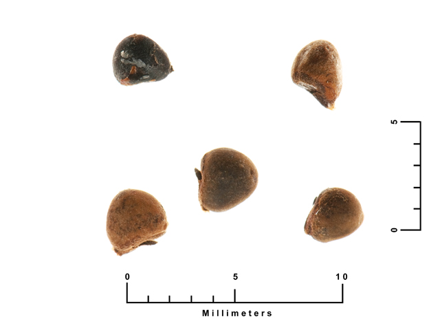 Allowissadula holosericea (Velvet-leaf mallow) #26876