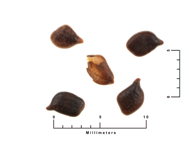 Chamaecrista fasciculata var. fasciculata (Partridge pea) #26928