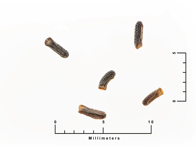 Glandularia bipinnatifida (Prairie verbena) #26989