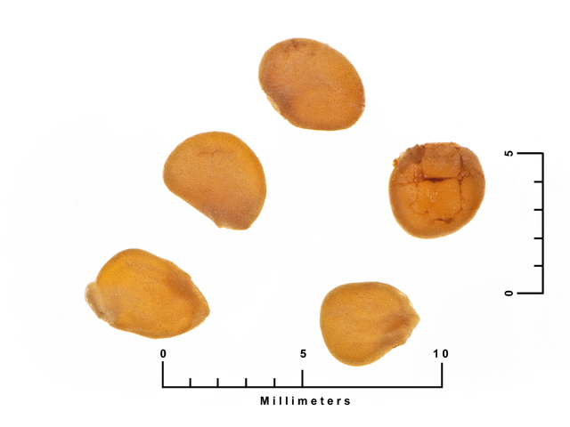 Solanum dimidiatum (Western horsenettle) #27156