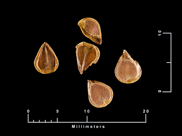 Aristolochia tomentosa (Woolly dutchman's pipe) #87441