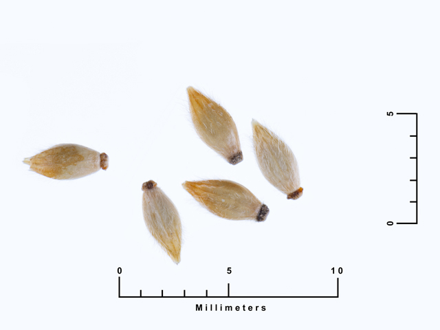 Eriochloa sericea (Texas cupgrass) #87509