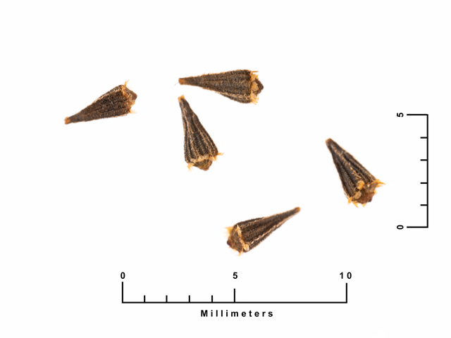 Hymenopappus scabiosaeus (Carolina woollywhite) #87541