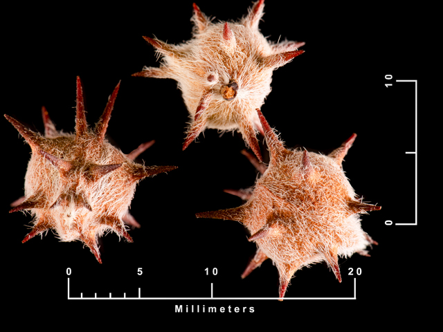 Krameria lanceolata (Trailing krameria) #87548