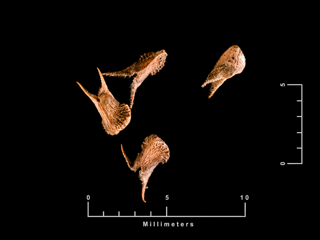 Sida spinosa (Prickly fanpetals) #87624