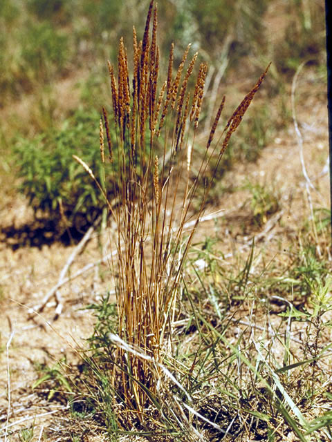 Koeleria macrantha (Prairie junegrass) #59