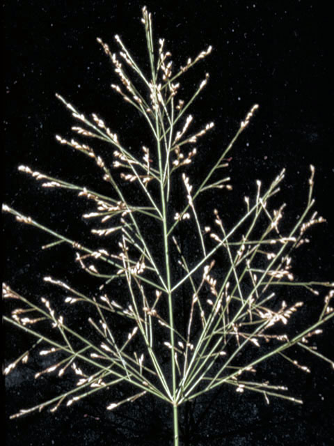 Panicum virgatum (Switchgrass) #76