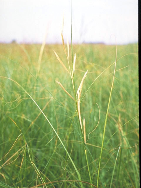 Spartina pectinata (Prairie cordgrass) #95