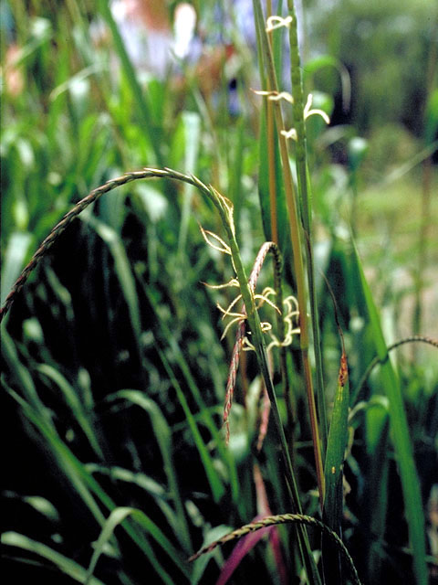 Tripsacum dactyloides (Eastern gamagrass) #106