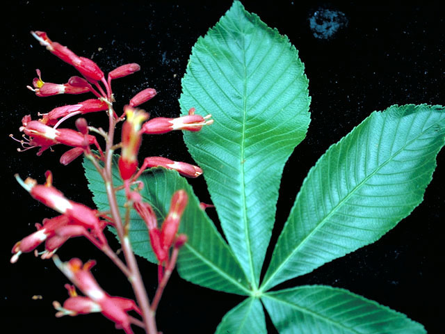 Aesculus pavia (Red buckeye) #147
