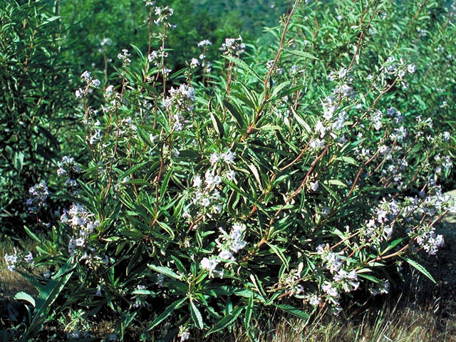 Eriodictyon californicum (California yerba santa) #158