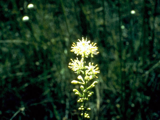 Triantha glutinosa (Sticky tofieldia) #254