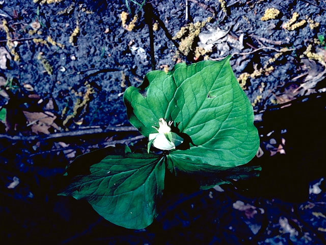 Trillium cernuum (Whip-poor-will flower) #261