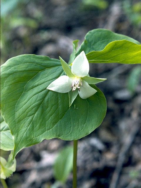 Trillium cernuum (Whip-poor-will flower) #264