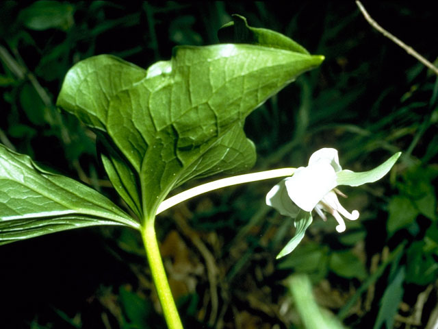 Trillium cernuum (Whip-poor-will flower) #265