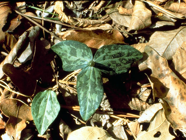 Trillium gracile (Slender trillium) #282