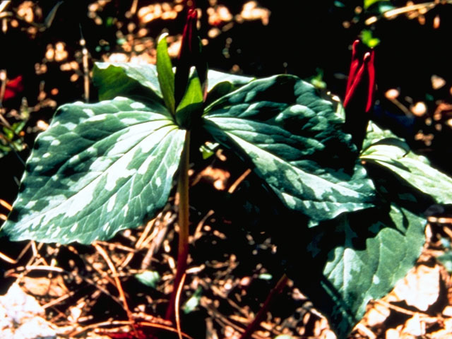 Trillium ludovicianum (Louisiana wakerobin) #296