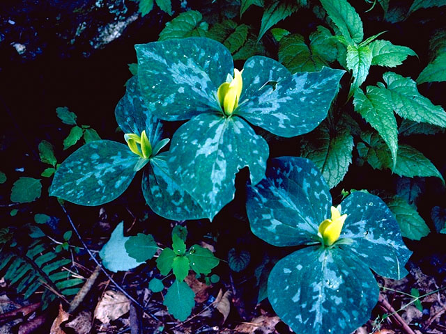 Trillium luteum (Yellow wakerobin) #297