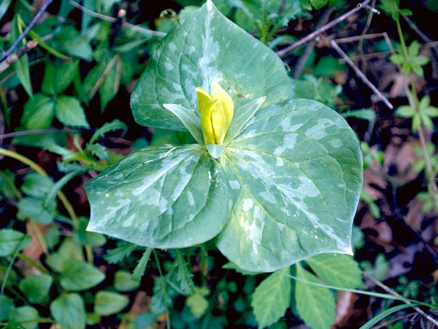 Trillium luteum (Yellow wakerobin) #298