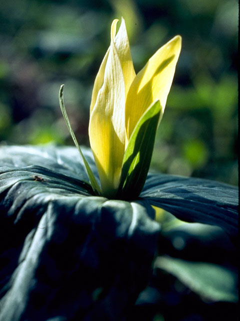Trillium luteum (Yellow wakerobin) #299