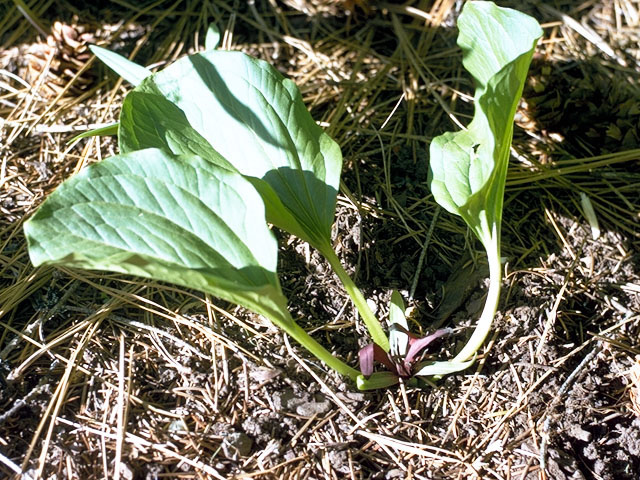 Trillium petiolatum (Idaho trillium) #303