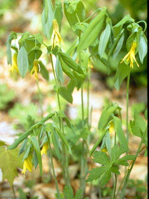 Uvularia grandiflora (Largeflower bellwort) #324