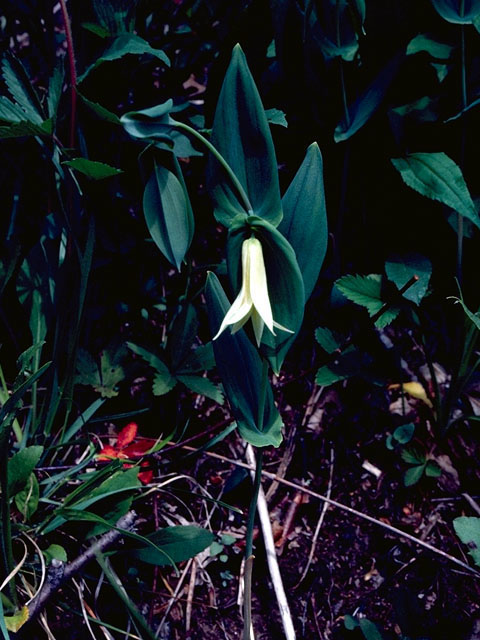Uvularia perfoliata (Perfoliate bellwort) #325