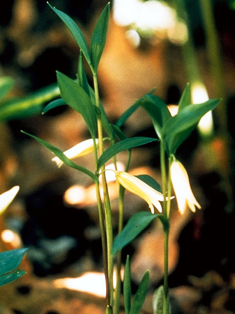 Uvularia sessilifolia (Spreading bellwort) #328