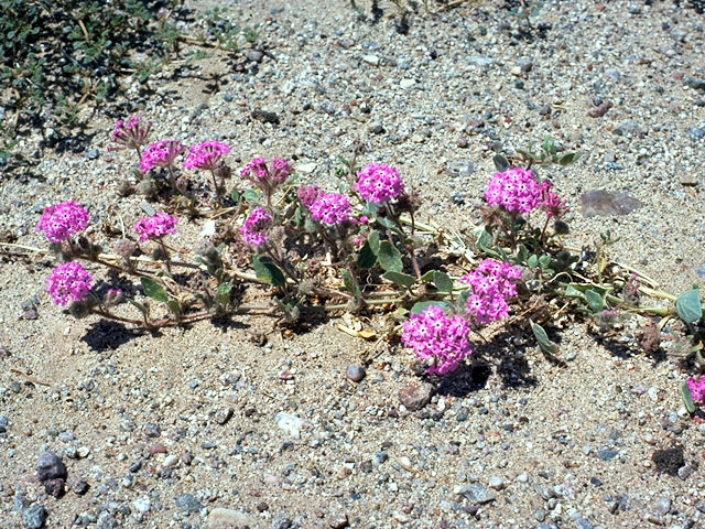 Abronia pogonantha (Mojave sand verbena) #346