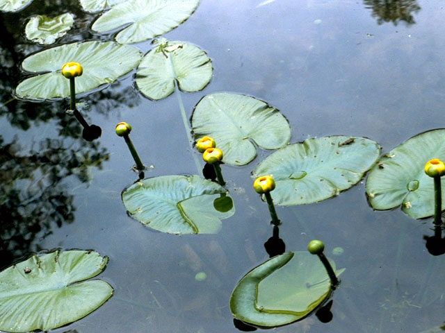Nuphar lutea ssp. variegata (Varigated yellow pond-lily) #410