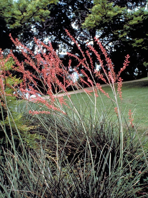 Hesperaloe parviflora (Red yucca) #422