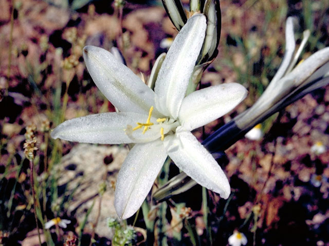 Hesperocallis undulata (Desert lily) #427