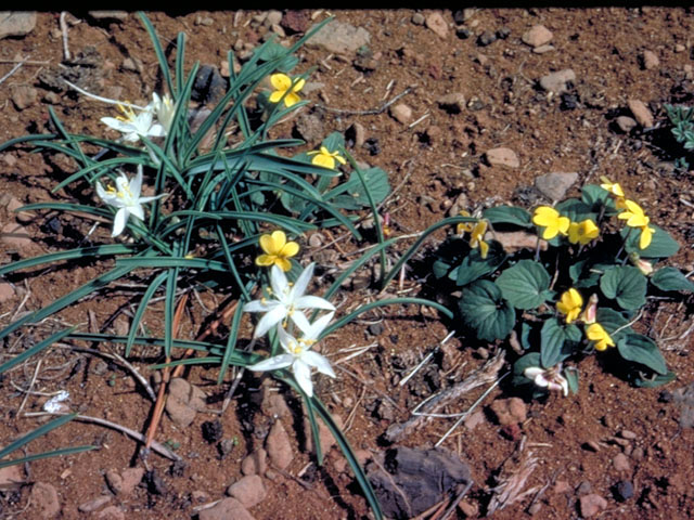 Leucocrinum montanum (Common starlily) #431