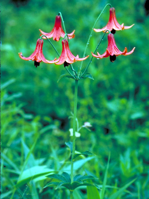Lilium canadense (Canada lily) #438