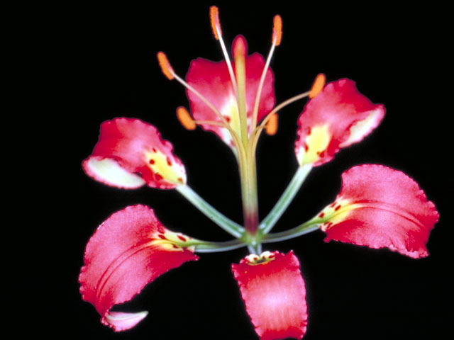 Lilium catesbaei (Pine lily) #443