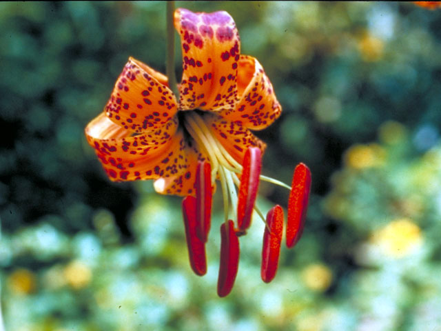 Lilium humboldtii (Humboldt lily) #452