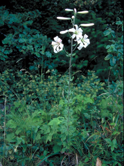 Lilium kelloggii (Kellogg's lily) #458