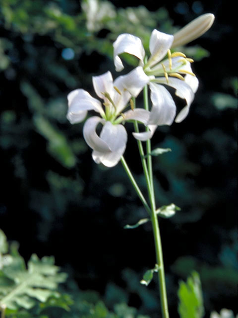 Lilium kelloggii (Kellogg's lily) #459