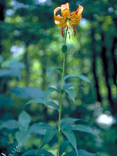 Lilium superbum (Turk's-cap lily) #463