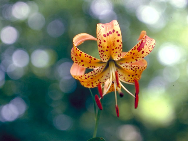 Lilium superbum (Turk's-cap lily) #464